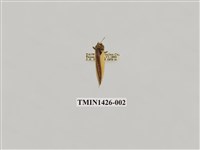 藏品(燈蛾科)的圖片